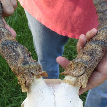 B-Grade 15 inch impala skull plate and horns for $32