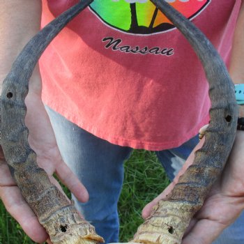 B-Grade 15 inch impala skull plate and horns for $32