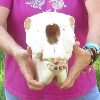 16x7 inch Zebra Skull B-Grade - $80