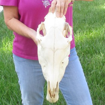 16x7 inch Zebra Skull B-Grade - $80