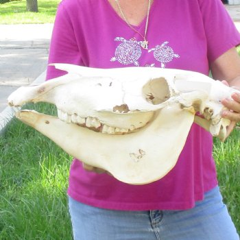 16x7 inch Zebra Skull B-Grade - $80