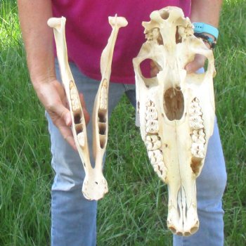 16x7 inch Zebra Skull B-Grade - $80