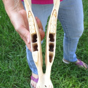 16x7 inch Zebra Skull B-Grade - $80