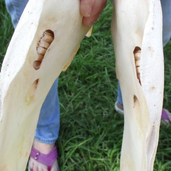 16x7 inch Zebra Skull B-Grade - $80