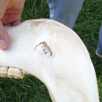 16x7 inch Zebra Skull B-Grade - $80