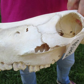 16x7 inch Zebra Skull B-Grade - $80