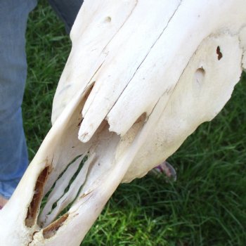 16x7 inch Zebra Skull B-Grade - $80