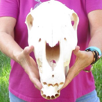 16x7 inch Zebra Skull B-Grade - $80