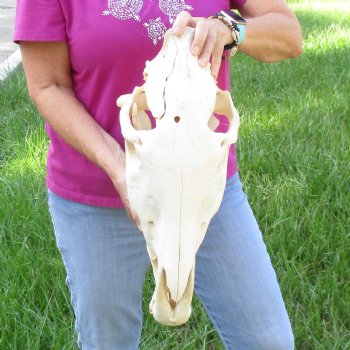 16x7 inch Zebra Skull B-Grade - $80