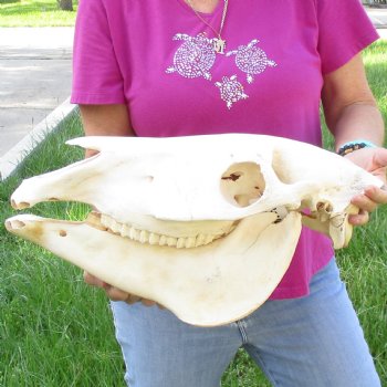 16x7 inch Zebra Skull B-Grade - $80