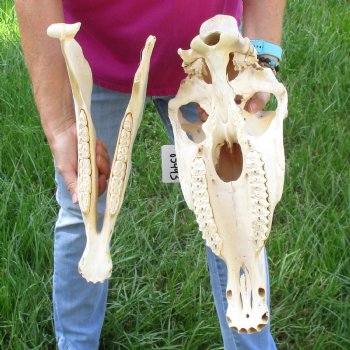 16x7 inch Zebra Skull B-Grade - $80