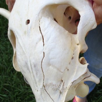 16x7 inch Zebra Skull B-Grade - $80