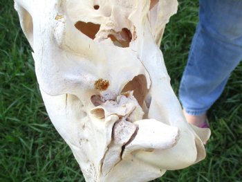 16x7 inch Zebra Skull B-Grade - $80