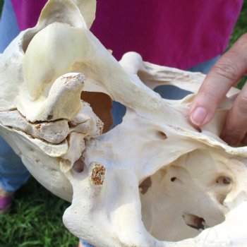 16x7 inch Zebra Skull B-Grade - $80