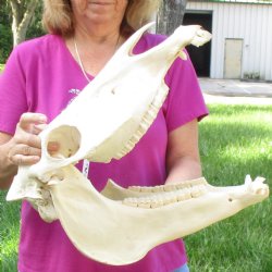 16x7 inch Zebra Skull B-Grade - $80