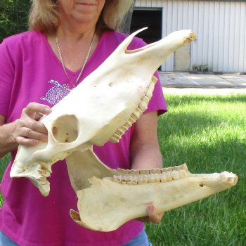 17x7 inch Zebra Skull B-Grade - $80