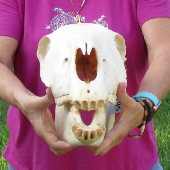 17x7 inch Zebra Skull B-Grade - $80