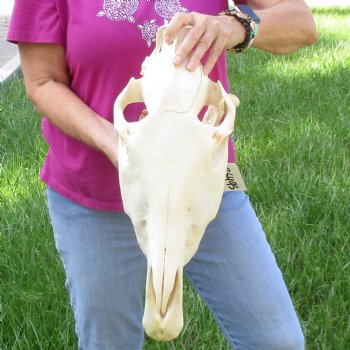 17x7 inch Zebra Skull B-Grade - $80