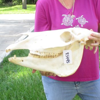 17x7 inch Zebra Skull B-Grade - $80