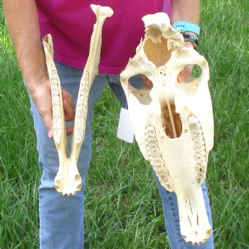 17x7 inch Zebra Skull B-Grade - $80