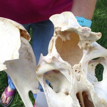 17x7 inch Zebra Skull B-Grade - $80