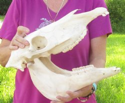 14x6-1/2 inch Zebra Skull B-Grade - $80