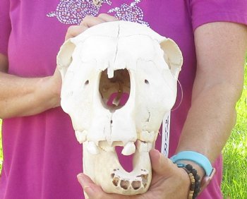 14x6-1/2 inch Zebra Skull B-Grade - $80