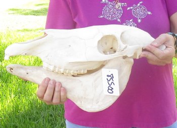 14x6-1/2 inch Zebra Skull B-Grade - $80