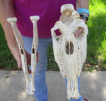 14x6-1/2 inch Zebra Skull B-Grade - $80