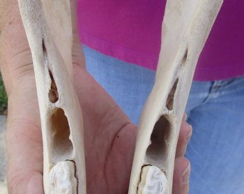 14x6-1/2 inch Zebra Skull B-Grade - $80