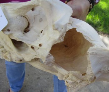 14x6-1/2 inch Zebra Skull B-Grade - $80