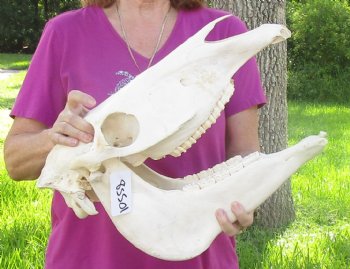 17x7 inch Zebra Skull B-Grade - $80