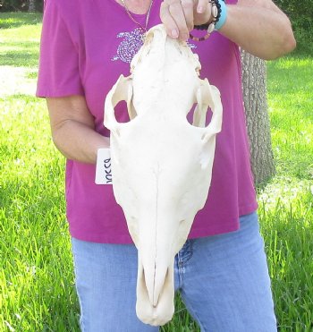 17x7 inch Zebra Skull B-Grade - $80