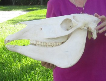 17x7 inch Zebra Skull B-Grade - $80