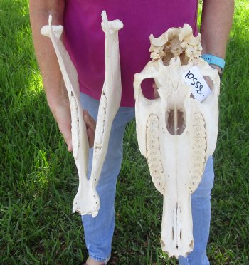 17x7 inch Zebra Skull B-Grade - $80