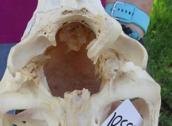 17x7 inch Zebra Skull B-Grade - $80