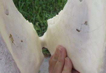 17x7 inch Zebra Skull B-Grade - $80