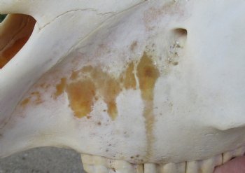 17x7 inch Zebra Skull B-Grade - $80