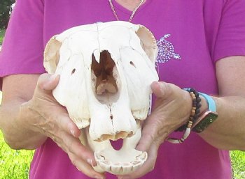 16x7 inch Zebra Skull Craft-Grade - $65