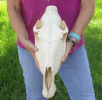 16x7 inch Zebra Skull Craft-Grade - $65