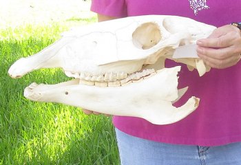 16x7 inch Zebra Skull Craft-Grade - $65