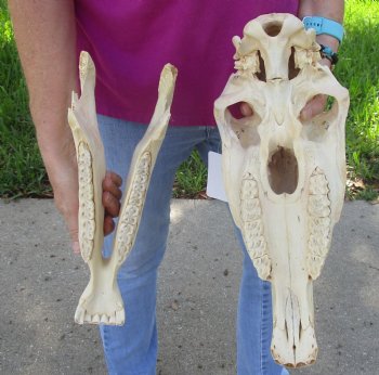 16x7 inch Zebra Skull Craft-Grade - $65