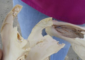 16x7 inch Zebra Skull Craft-Grade - $65