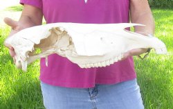 Craft-grade Zebra Top Skull (no bottom jaw) 19 inches long - You are buying the damaged and discounted skull pictured for $39