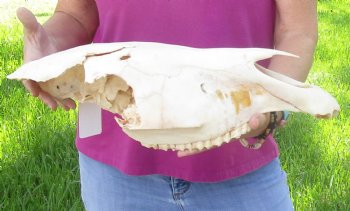 Craft-grade Zebra Top Skull (no bottom jaw) 19 inches long - You are buying the damaged and discounted skull pictured for $39