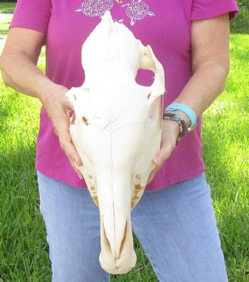 Craft-grade Zebra Top Skull (no bottom jaw) 19 inches long - You are buying the damaged and discounted skull pictured for $39