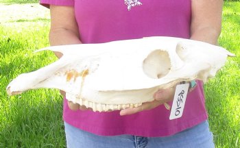 Craft-grade Zebra Top Skull (no bottom jaw) 19 inches long - You are buying the damaged and discounted skull pictured for $39