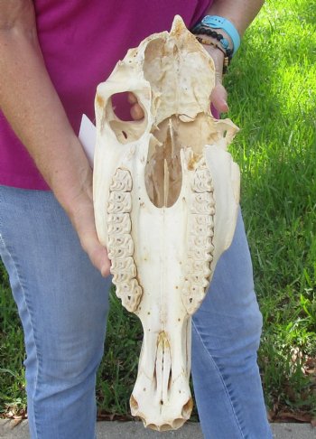 Craft-grade Zebra Top Skull (no bottom jaw) 19 inches long - You are buying the damaged and discounted skull pictured for $39