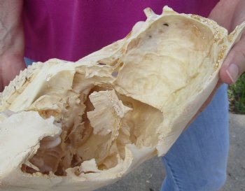 Craft-grade Zebra Top Skull (no bottom jaw) 19 inches long - You are buying the damaged and discounted skull pictured for $39