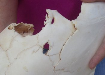 Craft-grade Zebra Top Skull (no bottom jaw) 19 inches long - You are buying the damaged and discounted skull pictured for $39